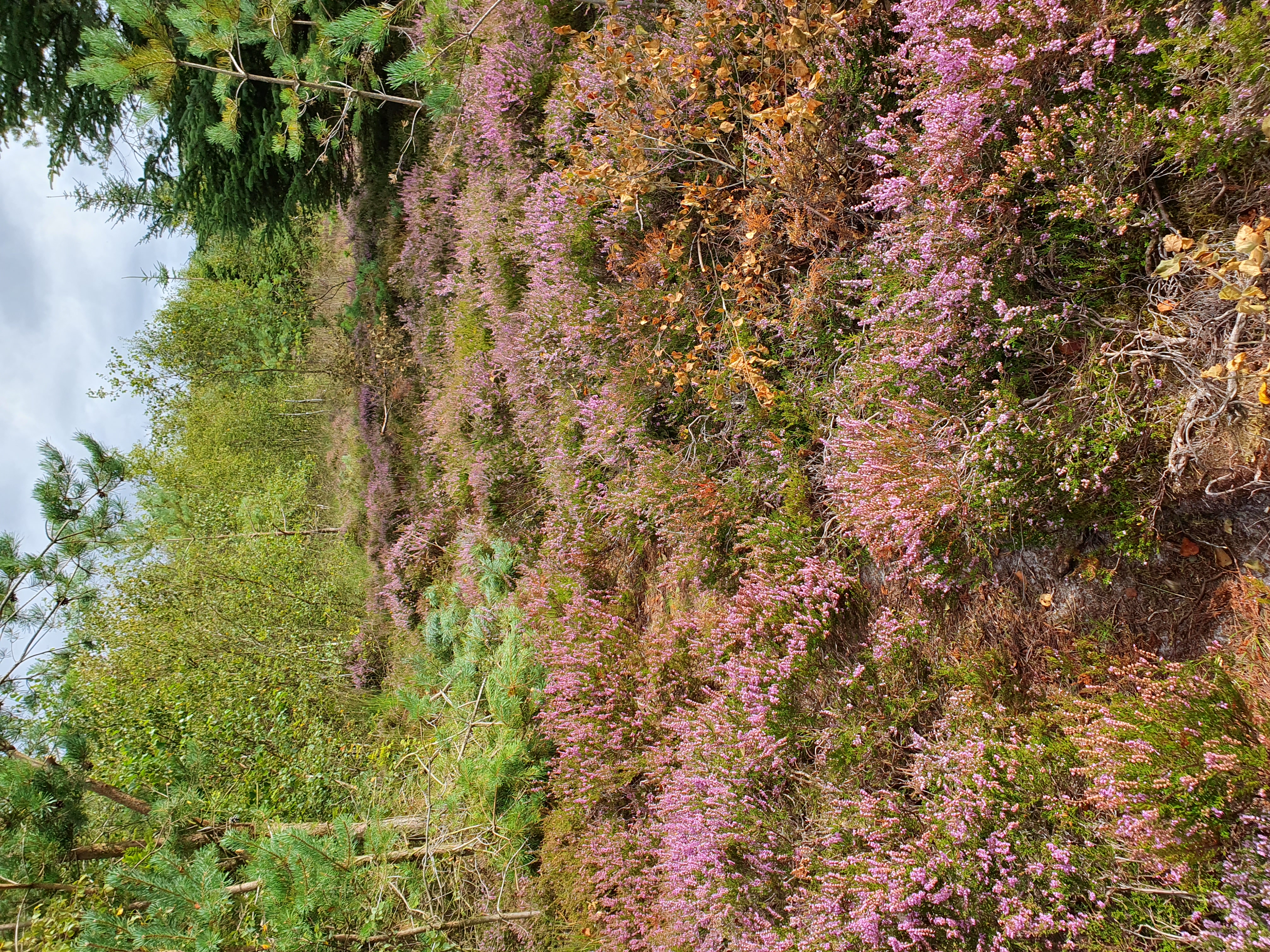 Ein schmaler Pfad führt durch Heidekraut-Büsche entlang.